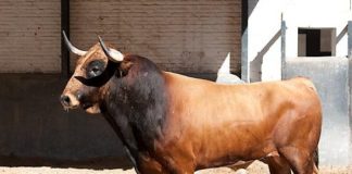 Fatuitono. Toro con el que confirmará Solís esta tarde. (FOTO: Juan Pelegrín/Las-Ventas.com)